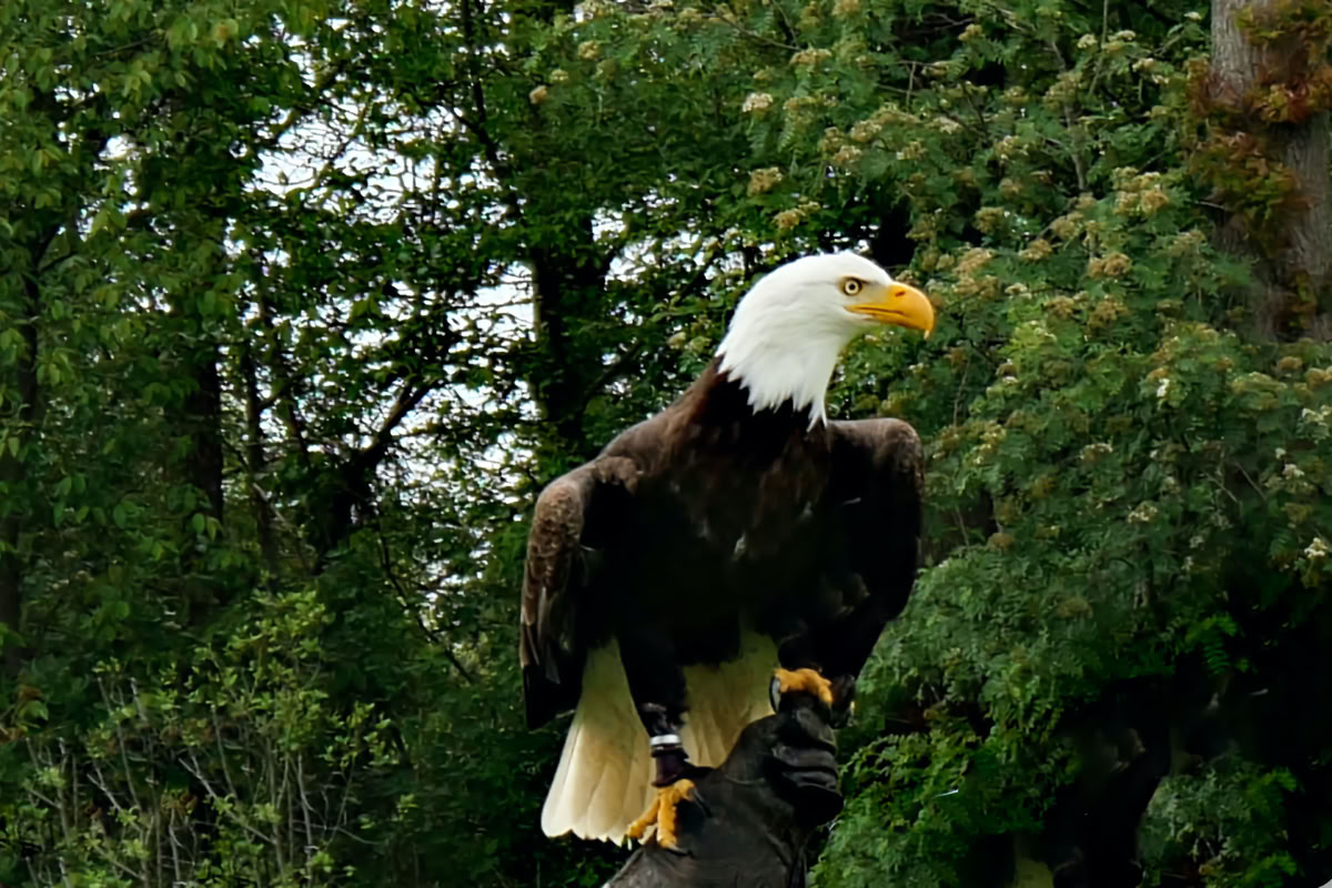 Amerikaanse Zee-Arend close-up