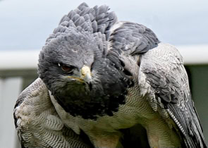 Grijze Arend tijdens roogvogelshow op camping Tamaring