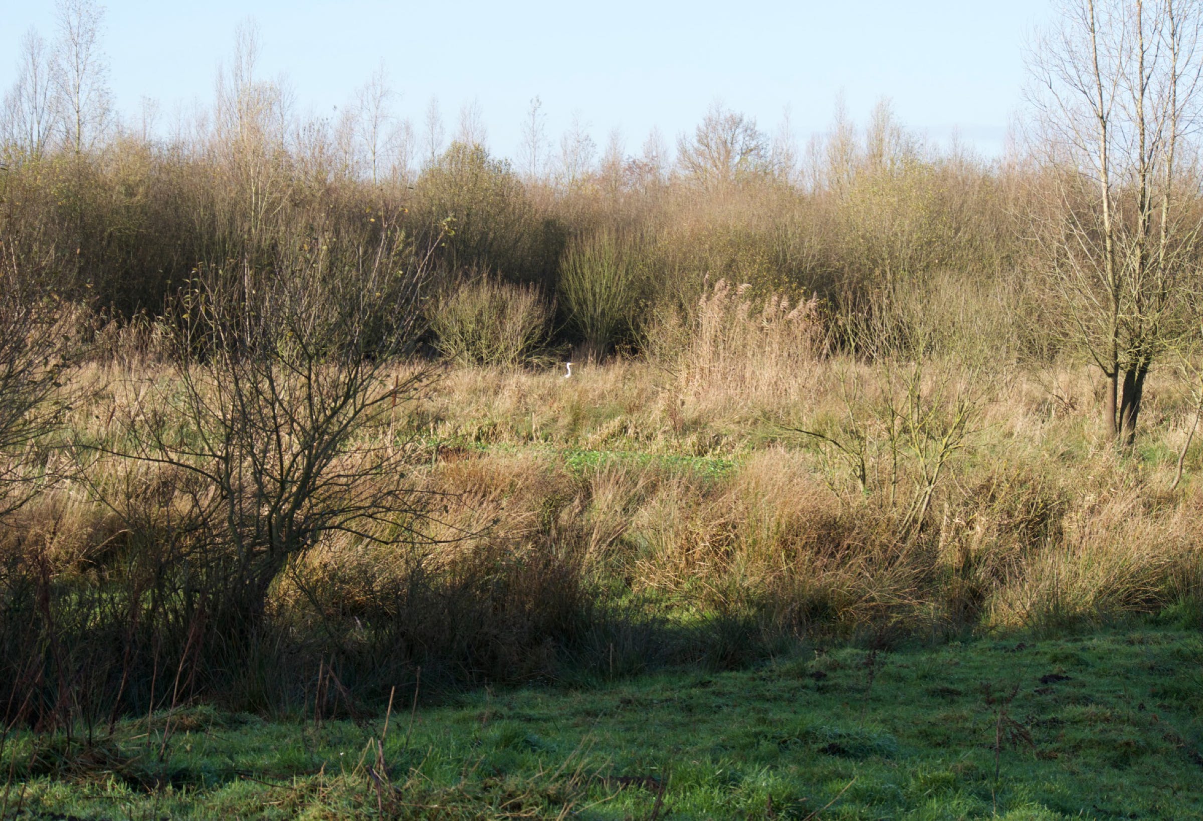 Zilverreiger