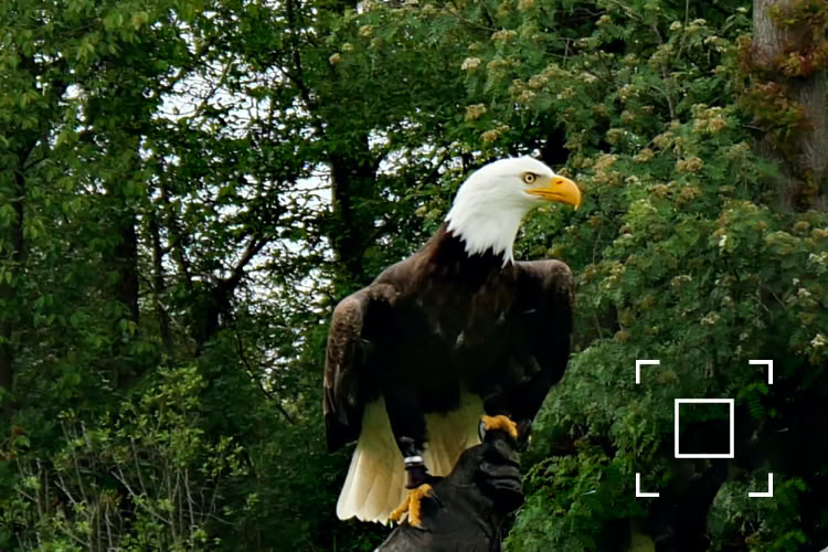 Amerikaanse Zee-Arend close-up