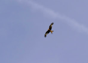 Rode Wouw/Red Kite. Gespot boven camping aan de Bodensee in Duitsland