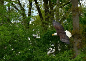 Amerikaanse Zeerand tijdens vogelshow op camping Tamaring
