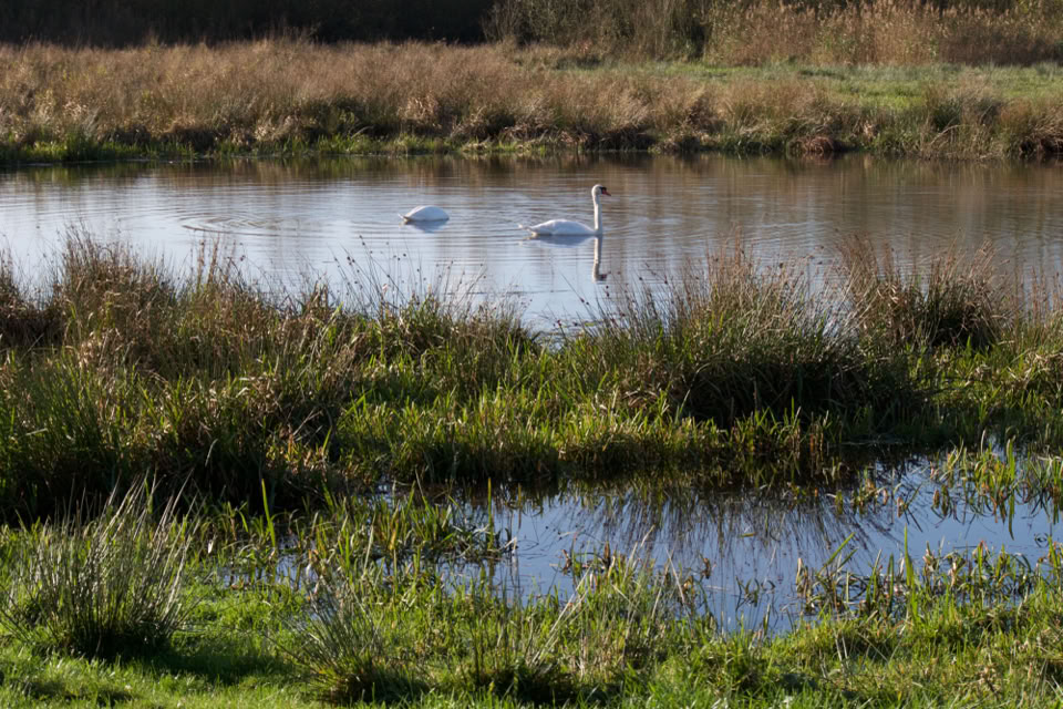 Witte Zwaan