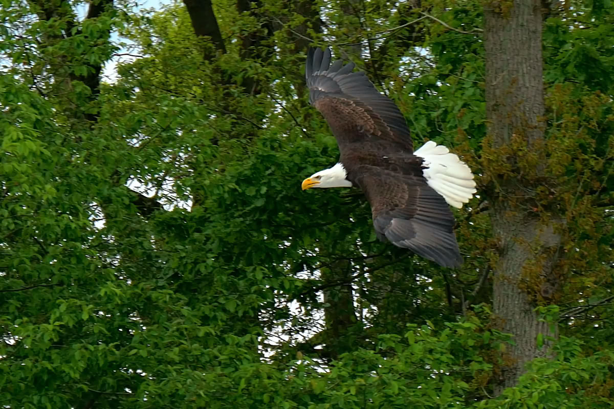 Amerikaanse Zee-Arend in vlucht