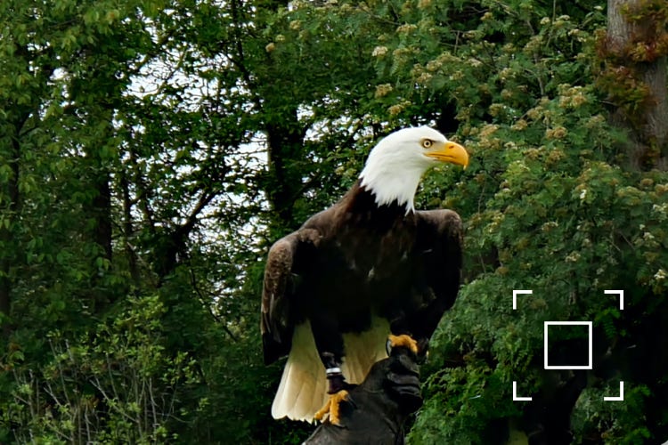 Amerikaanse Zee-Arend close-up