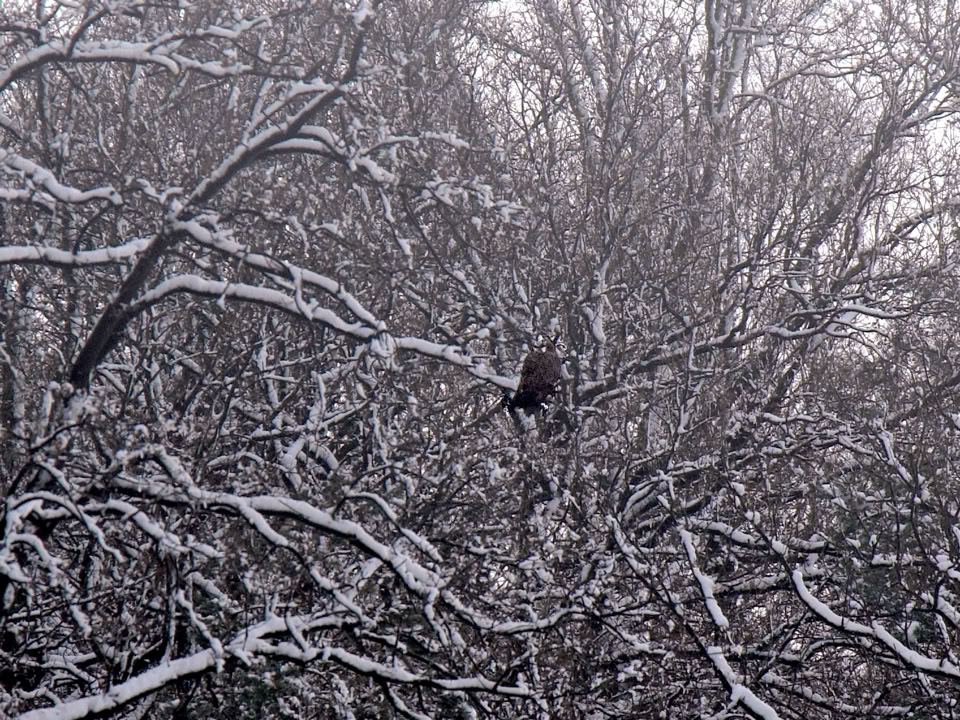 Met een dik verenpak valt hij nauwelijks op
