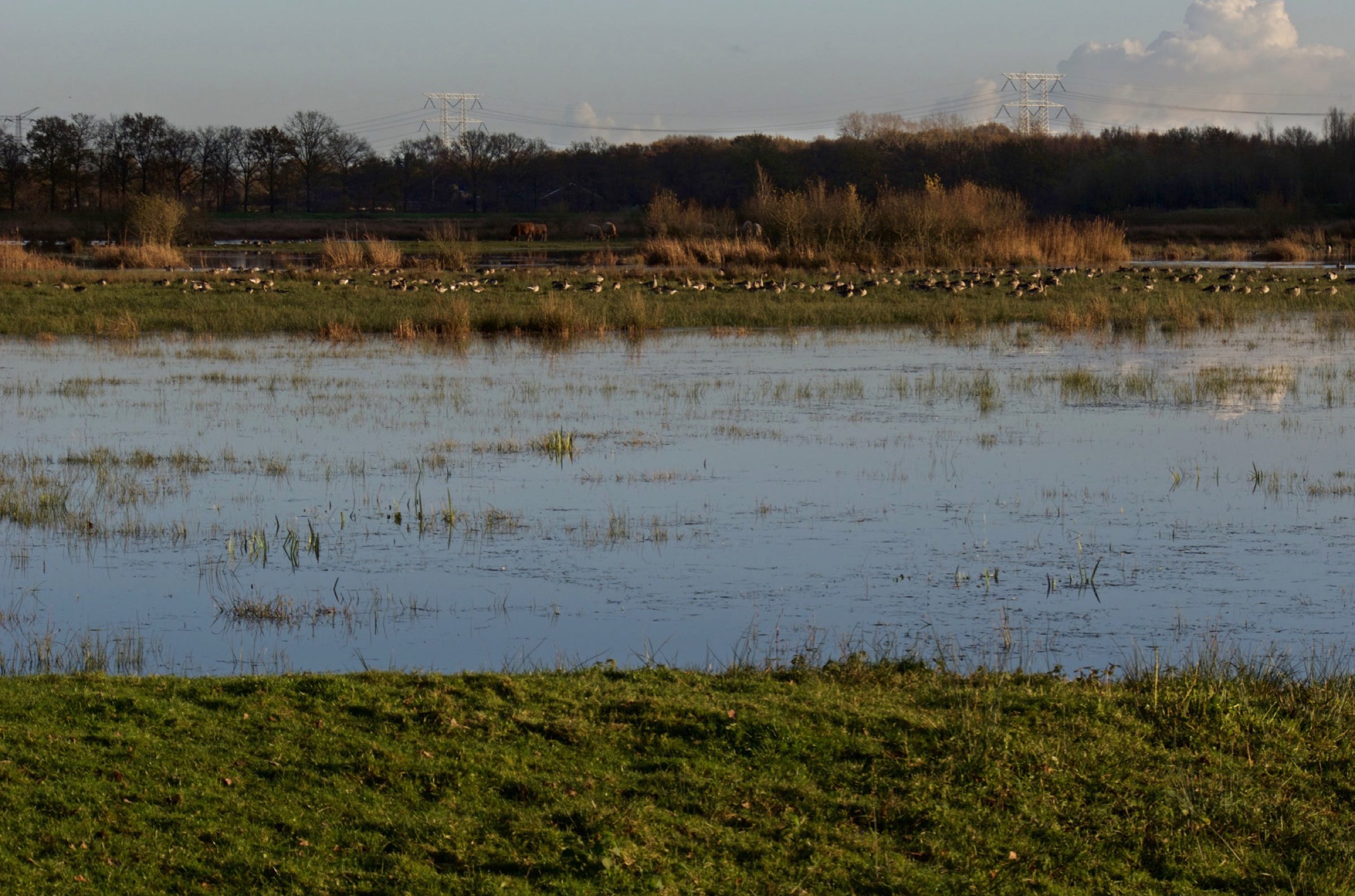 Pleisterplaats van watervogels