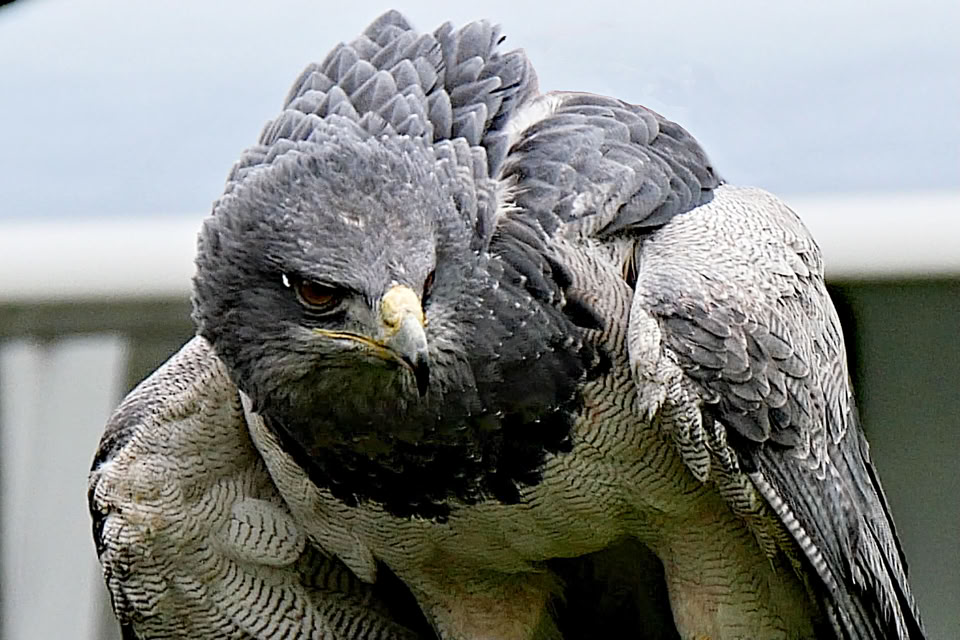 Close-up tijdens een roofvogelshow op Camping Tamaring bij Ruurlo