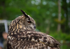 Oehoe close-up tijdens roofvogel demonstratien op campiong Tamaring