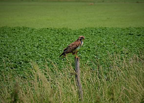 Havik in omgeving Kessel aan de Maas
