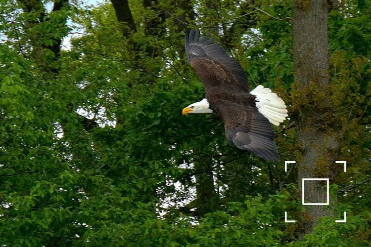 Amerikaanse Zee-Arend in vlucht