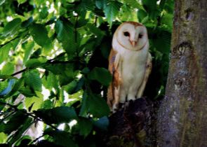 Kerkuil gespot op een camping  in Duitsland op de grens met Luxemburg