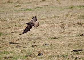 Havik laag zwevend tijdens de jacht.