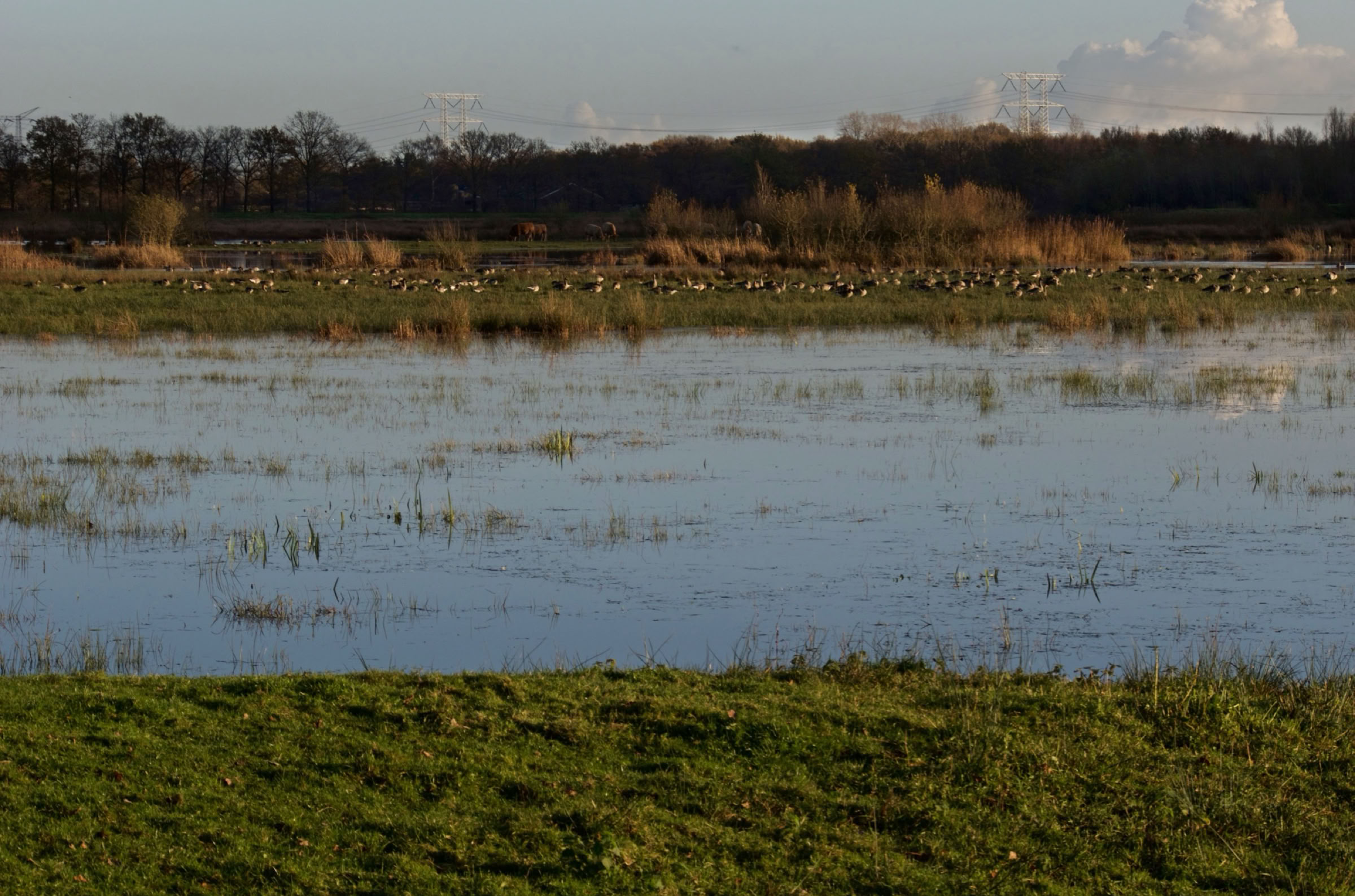 Pleisterplaats van watervogels