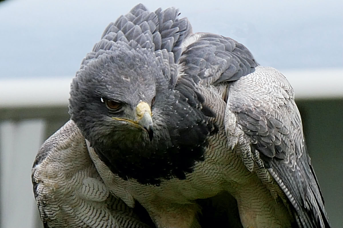 Grijza Arend Close-up